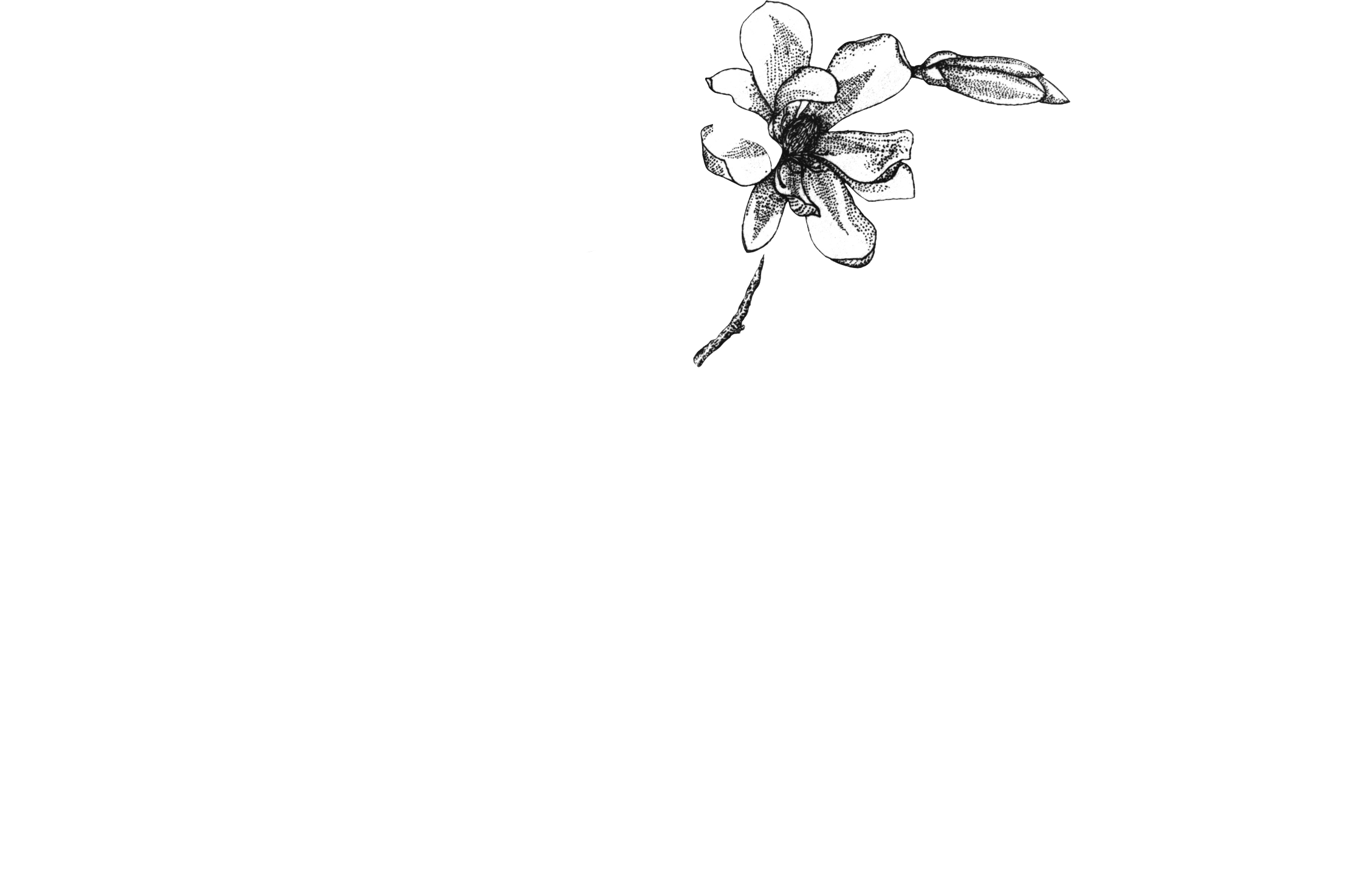 Veronica Onofri Photography