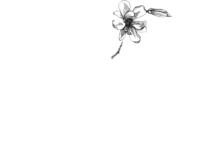 Veronica Onofri Photography