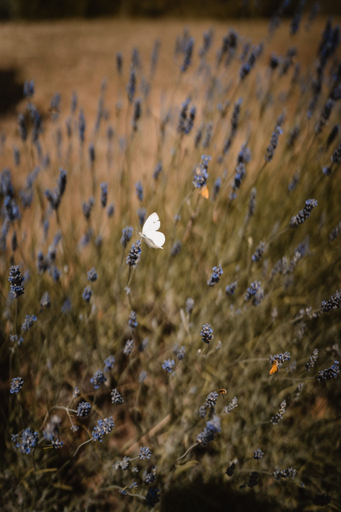 Wedding, photographer, Umbria, country, elegance, butterfly, lavanda, delicate, reportage, editorial, inspiration, real, venue, location